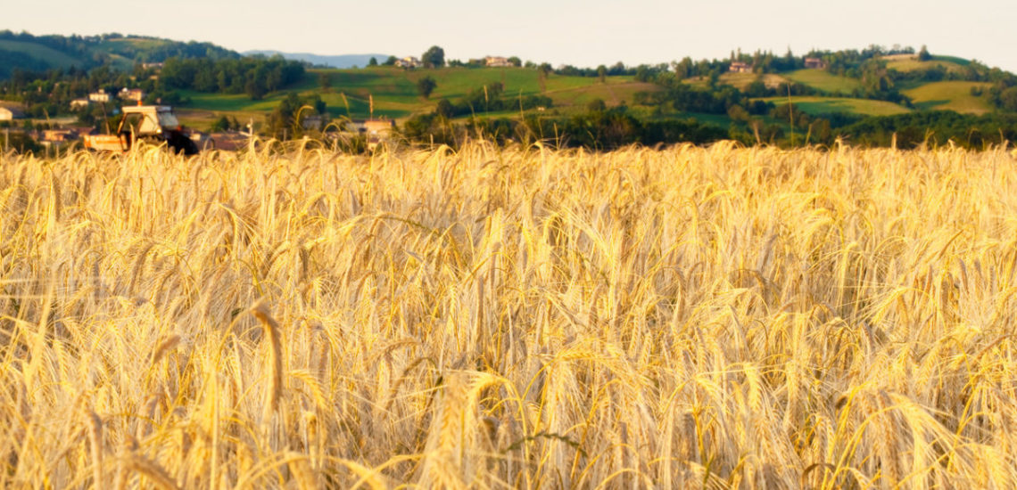 100609_Azienda Agricola Ceresini_001